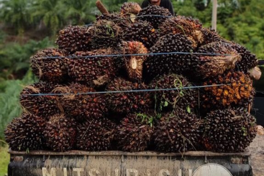 Harga Sawit di Bengkulu Utara Tak Kunjung Membaik