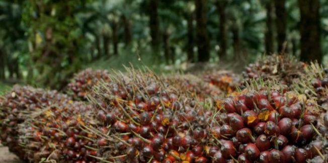 Hingga 28 Mei 2024 Harga Kelapa Sawit Mitra Swadaya Riau Naik