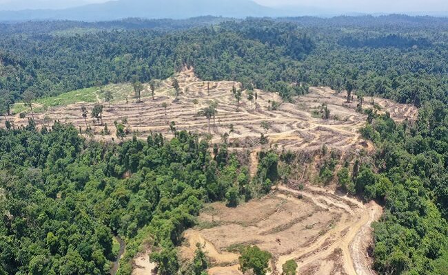 Hutan di Kawasan Ekosistem Leuser Terdampak Perkebunan Sawit