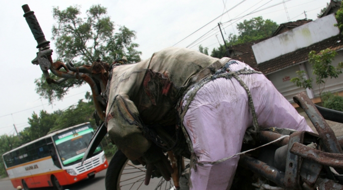 Ya Ampun, Kakek Gagal Menyalip Truk, Cucunya Tewas Terlindas