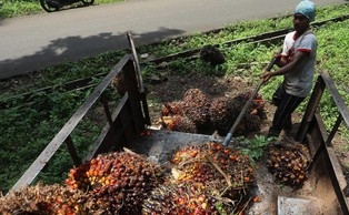Wow! Harga CPO Pekan Ini Memanas
