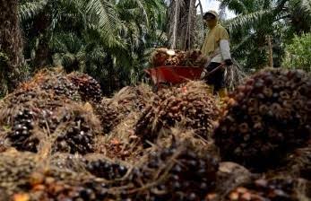 Dukungan Petani Soal Harga CPO Tak Diganjal Pajak Biar Harga TBS Sawit Melonjak