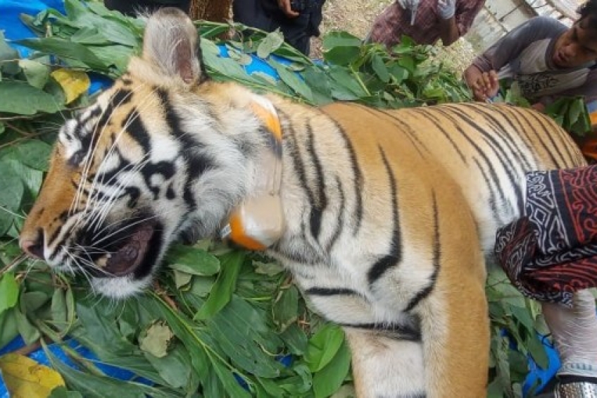Hindari Perkawinan Sedarah, 2 Harimau Dilepaskan ke Hutan