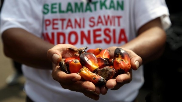 Ekspor Sawit-Minyak Goreng Dibuka Lagi, Petani: Terima Kasih Pak Jokowi!