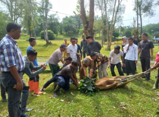 Pj Bupati Kampar Bersama Ketua DPRD Sembelih Hewan Qurban JMSI Kampar