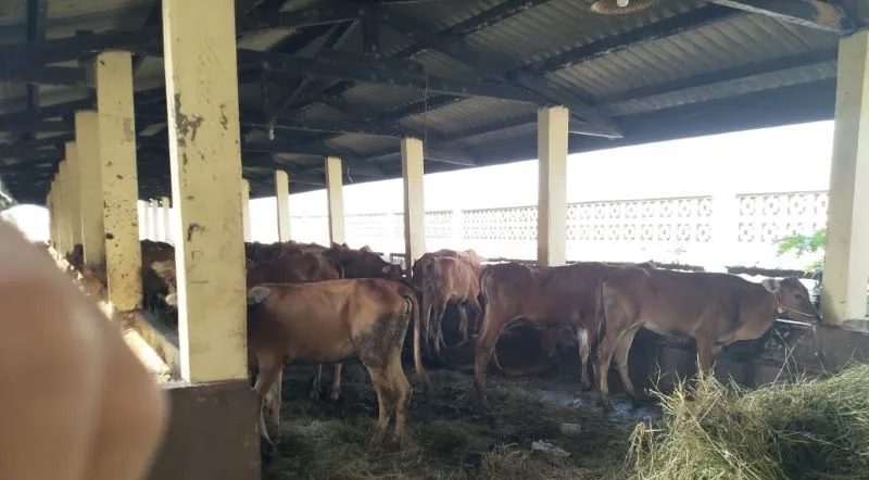DPRD Riau Ingatkan untuk Antisipasi Penyakit Kuku dan Mulut Ternak