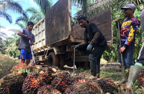 Minggu Kedua Oktober, TBS Riau Nyaris Sentuh Rp2.500