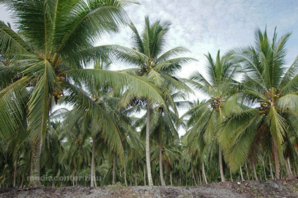 Berapa Luas Kebun Kelapa di Riau? Ini Jawabannya