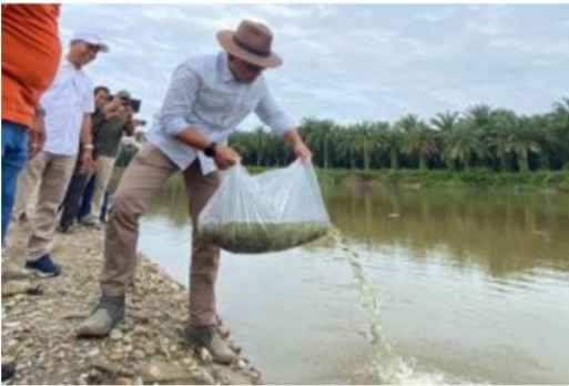 300 Ribu Benih Ikan Air Tawar Disebar di Sungai Riau