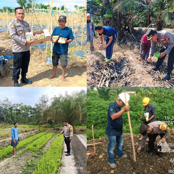 Jagung Mati Diterjang Banjir dan Kekeringan, Polsek Rengat Barat Turun Tangan Lakukan Penanaman Ulang