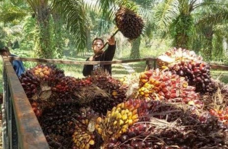 Berharap PSR Dapat Tingkatkan Produktivitas