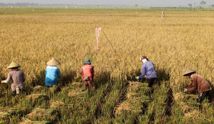 Kejar Target Produksi Beras, Kementan Bakal Sebar 75 Pompa Air di Tiga Provinsi Ini