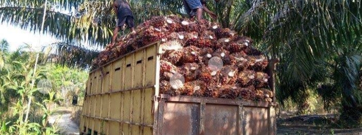 Ditetapkan Turun, Minggu Ini Harga TBS Sawit Plasma Riau Rp 2.546,86/Kg
