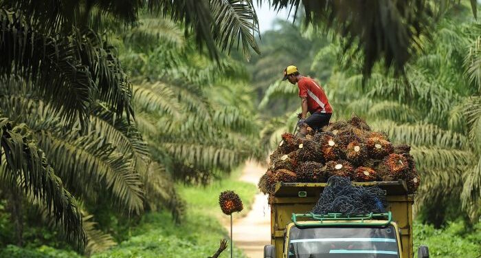 Walaupun Harga CPO Merosot, Harga TBS Riau Hanya Terkoreksi Sedikit