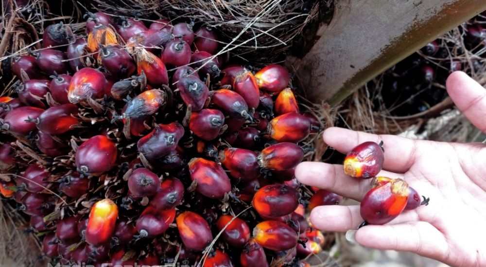 Turun Tipis, Berikut Harga Sawit Riau 20-26 April 2022