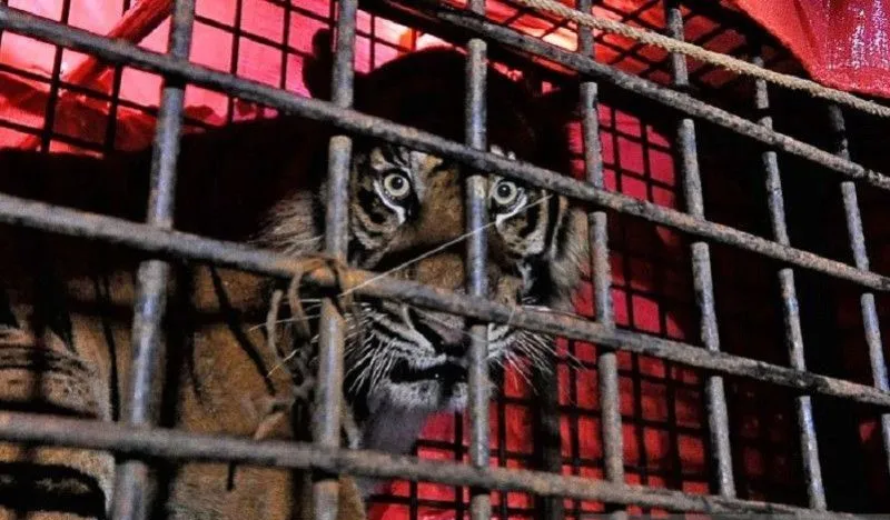 Populasi Harimau Sumatera di Jambi diperkirakan Lebih Kurang 183 Ekor