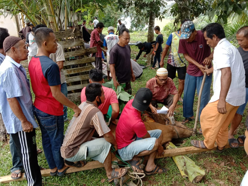 Desa Pulau Sengkilo Qurban 14 Ekor Sapi dan 4 Ekor Kambing