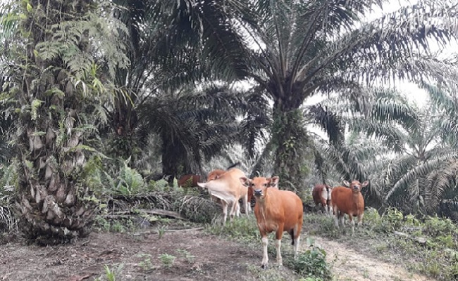 Integrasi Sawit-Sapi Jadi Pilihan, Guna Penuhi Pasokan Daging Nasional