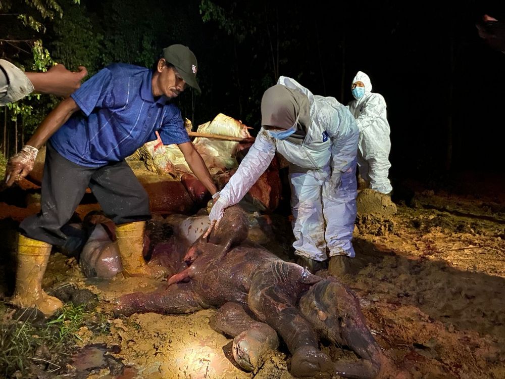 Ternyata Gajah yang Mati di Riau Bunting 22 Bulan