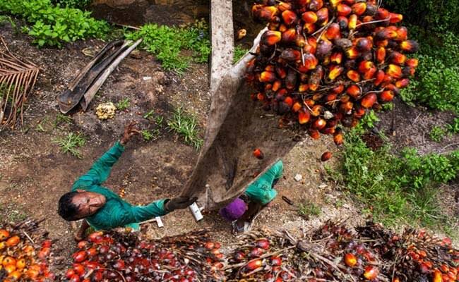 Harga TBS Sawit di Riau Naik, Berikut Harga Sawit Riau 18-24 Mei 2022