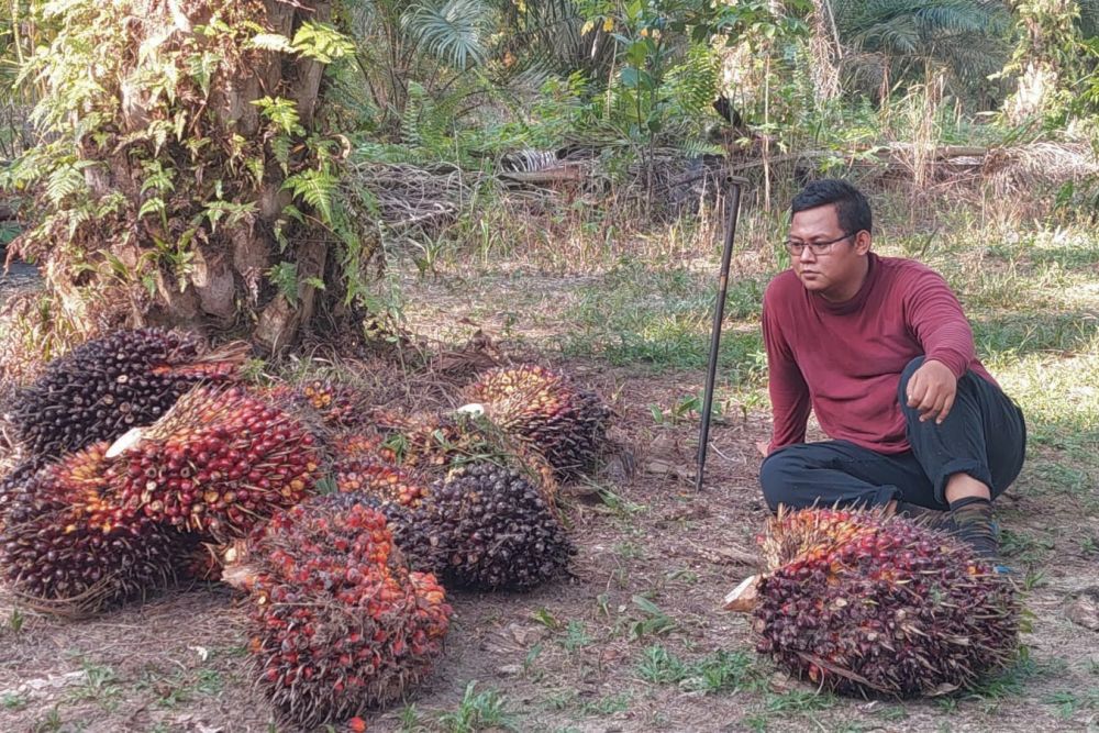 Alami Penurunan, Ini Daftar Harga Sawit Riau Periode 9 - 15 Februari 2022