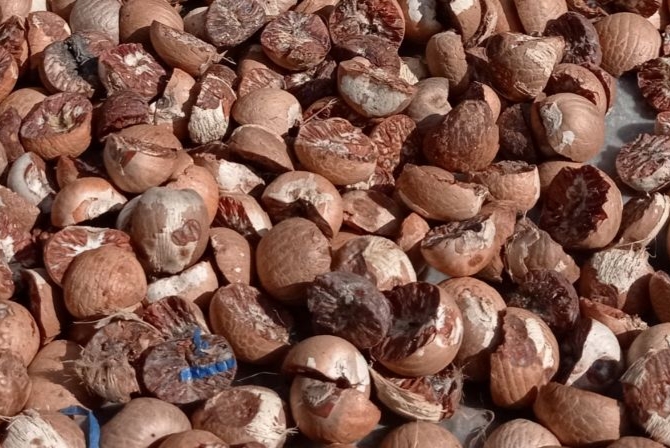 Turun, Harga Pinang Kering di Riau Jadi Rp8.217 per Kg