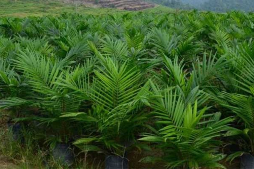 DPR Minta Bibit Sawit Petani Harus Unggul usai PSR