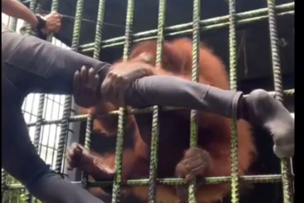 Bikin Konten dan Viral, Pemuda ini Ditarik Orangutan di Kebun Binatang