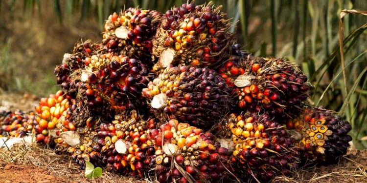 Berkah Ramadhan, TBS Sumbar Bersinar Kembali