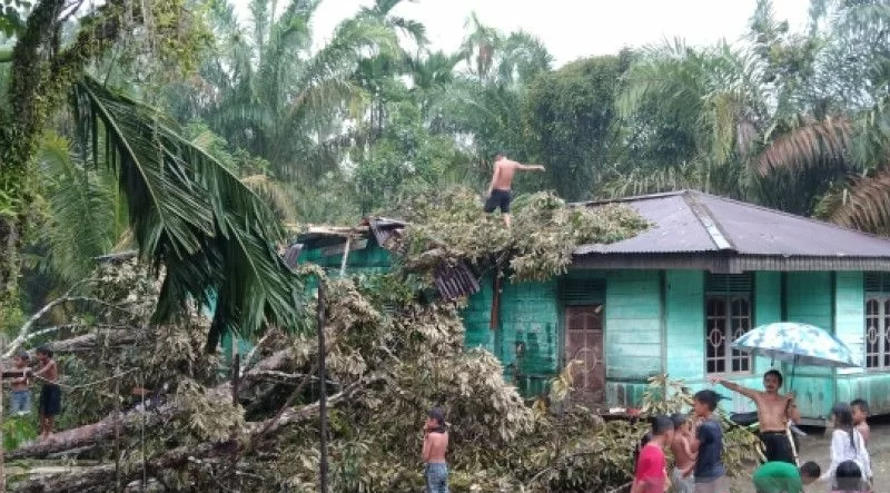 Akibat Angin Puting Beliung, Satu Rumah di Kampar Tertimpa Pohon