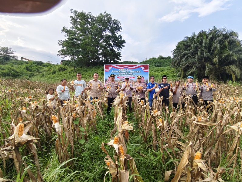 Momentum Ramadhan, Polres Inhu dan PT SSR Panen Jagung 2 Ton Dukung Ketahanan Pangan Nasional