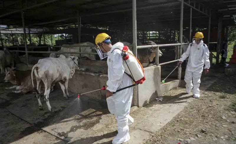 Riau Dirikan Lima Posko Antisipasi Masuknya Sapi Kurban berpenyakit Kuku Mulut