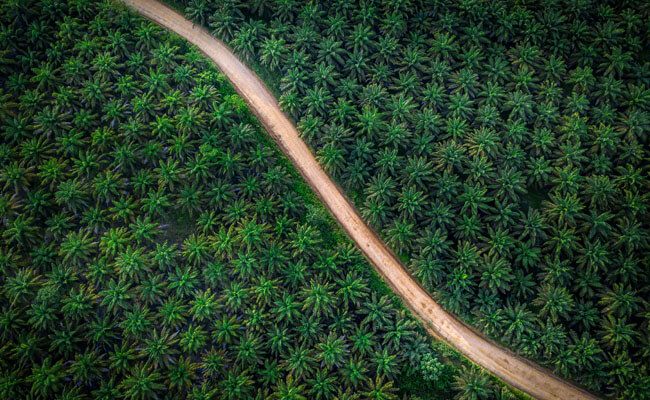 Strategi Menjaga Produktivitas Kelapa Sawit Tetap Tinggi