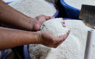 Produksi Beras RI 2,5 Kali Lebih Mahal dari Vietnam dan Thailand