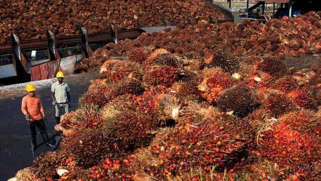 Supaya Harga TBS Sawit Naik, Ini 2 Usulan dari Jaringan Petani Sawit Nasional