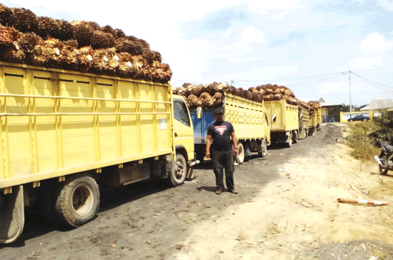 Penjualan Hasil TBS Sawit Petani di Nagan Raya Alami Antrian, Petani : Jangan Lagi Mengulang Kejahatan Masa Lalu