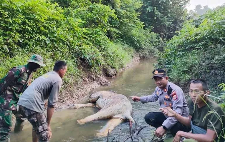 Satu Ekor Gajah Sumatra ditemukan Mati di Aceh Timur