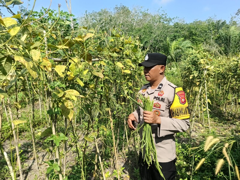 Bhabinkamtibmas Polsek Rengat Barat Intensif Pantau Pekarangan Pangan Bergizi, Wujud Nyata Dukung Ketahanan Pangan Nasional