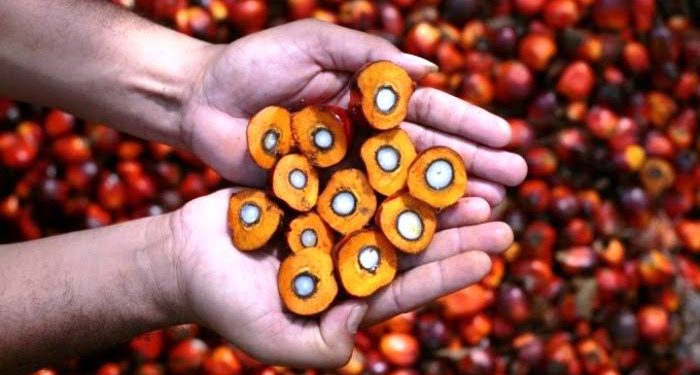 Sumbar Kembali Juara TBS, Pecah Rp.2000 Per Kilo