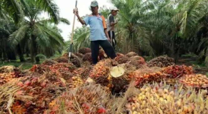 Pekan Lalu, Riau Jawara Harga Sawit di Indonesia