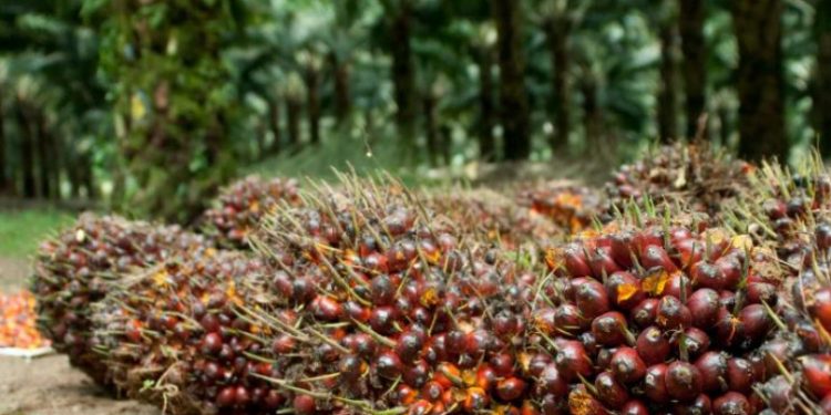 Mantap, TBS Riau Naik Lagi Seiring Naiknya Harga CPO