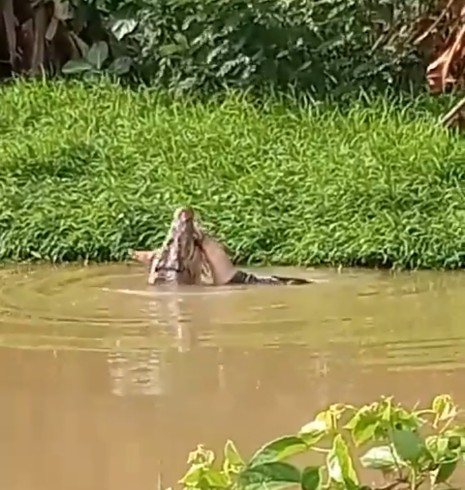 Detik Detik Jasad Nelayan Dimakan Buaya, Naanrei Kata Warga Yang Menyaksikan