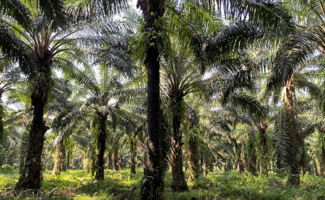 KLHK Terapkan Jangka Benah dalam Pemulihan Fungsi Kebun Sawit