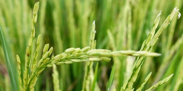 Krisis Pangan Sri Lanka Makin Jadi, Petani Didesak Tanam Padi
