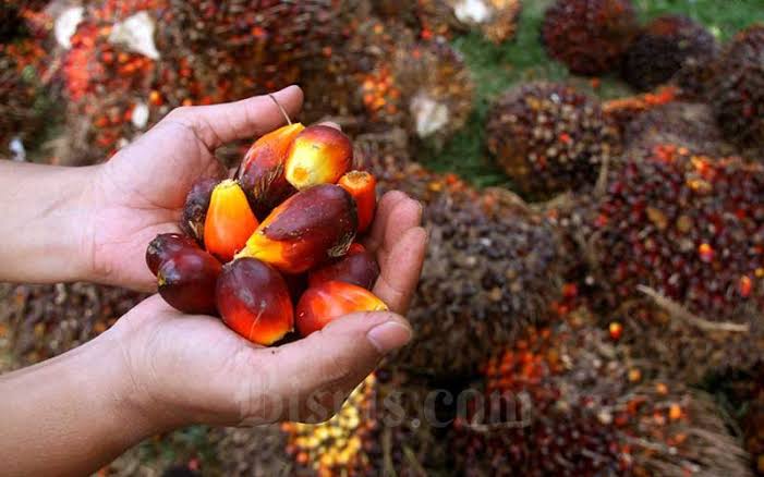 Wah! Harga Sawit di Riau Tembus Rp 3.930,94 per kg