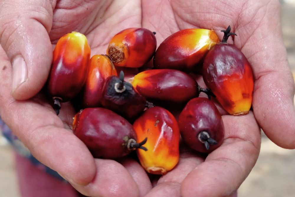 Peduli Petani, Gubri Segera Kirim Surat ke Presiden terkait Anjloknya Harga Sawit