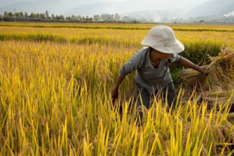 Turunnya Produksi jadi Biang Kerok Meroketnya Harga Beras