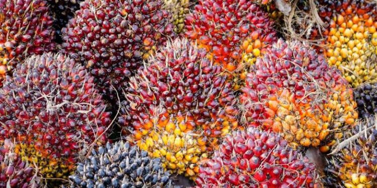 Harga TBS Sumut Anjlok Terseret Harga CPO