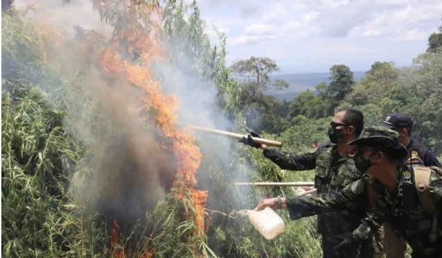 BNN Musnahkan Dua Hektare Ladang Ganja Di Aceh Besar