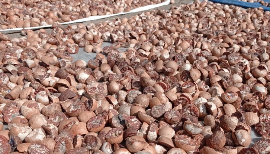 Naik, Minggu Ini Harga Pinang Kering di Riau Rp9.717 per Kg